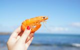 Alergia ou intolerância? Saiba como diferenciá-las | Lifebrunch