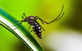Brasil tem quase mil mortes por dengue em investigação | Lifebrunch