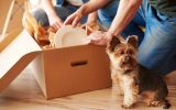 Como tornar a mudança de casa menos estressante para os pets? | Lifebrunch