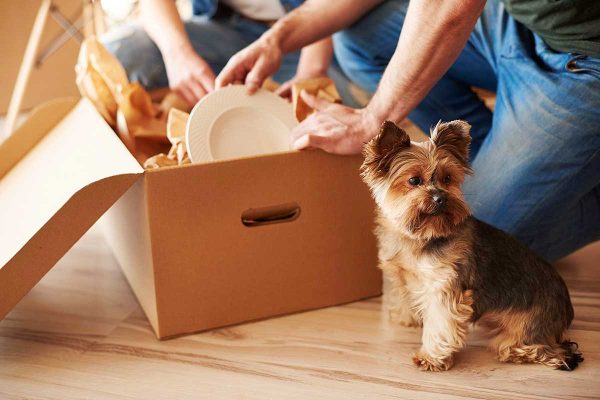 Como tornar a mudança de casa menos estressante para os pets? | Lifebrunch