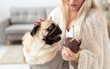 Meu pet comeu chocolate! E agora? | Lifebrunch