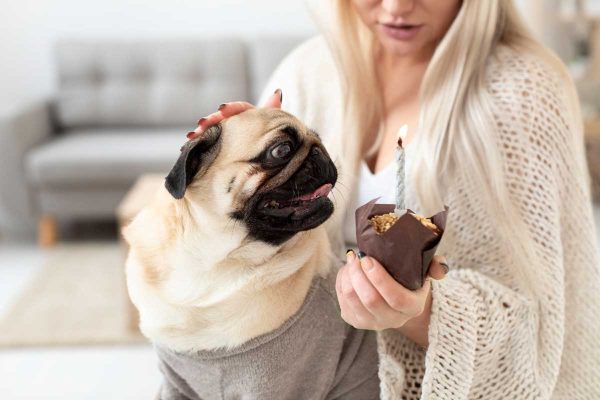Meu pet comeu chocolate! E agora? | Lifebrunch