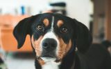 O pet pede comida quando você está se alimentando? Saiba como evitar | Lifebrunch