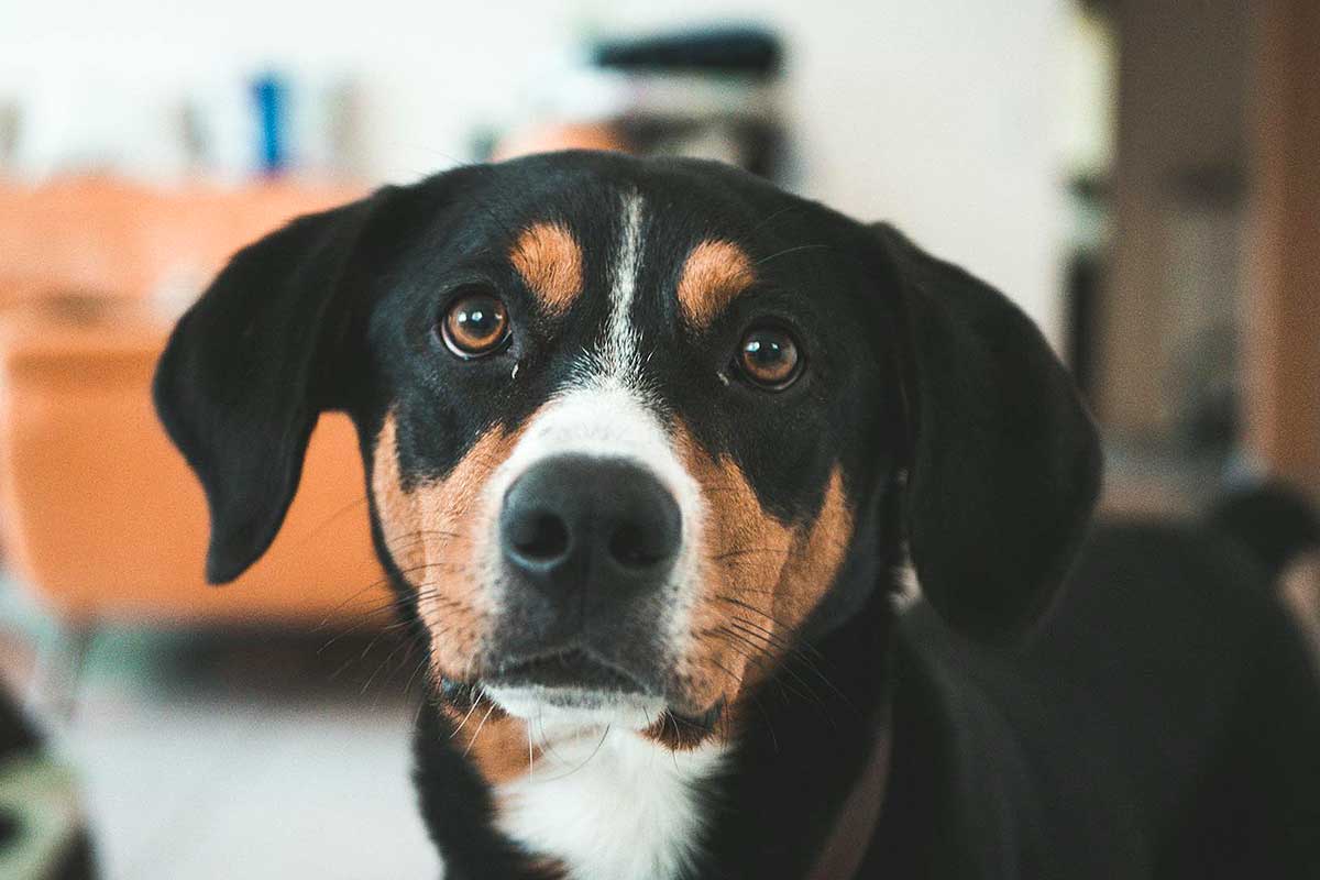 O pet pede comida quando você está se alimentando? Saiba como evitar