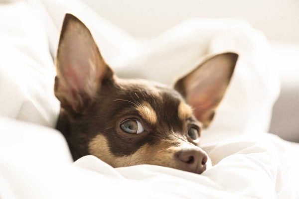 Verminoses: um perigo silencioso para os pets | Lifebrunch