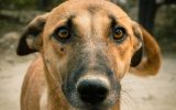 Dia Mundial dos Animais de Rua: saiba como adotar seu novo pet | Lifebrunch
