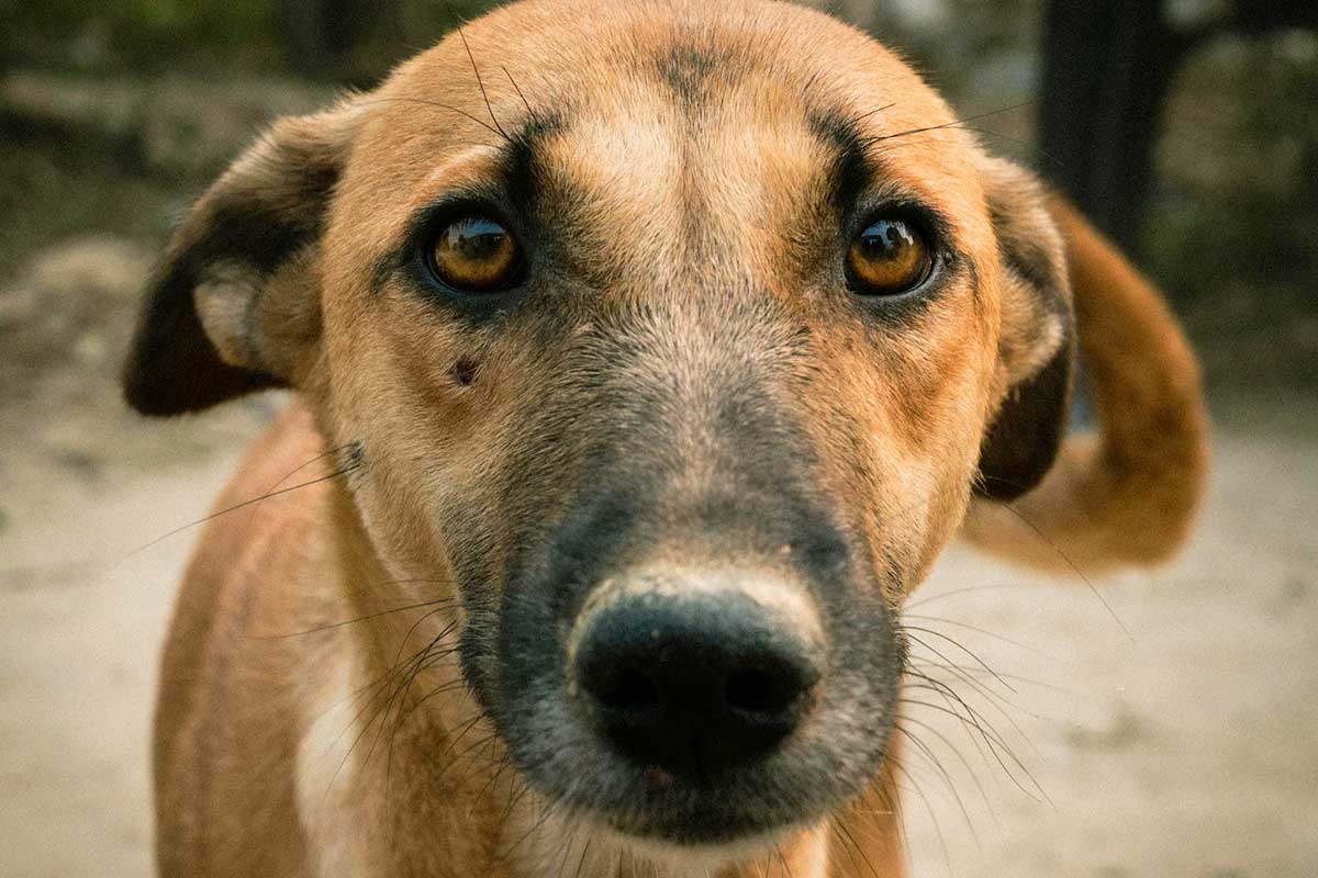 Dia Mundial dos Animais de Rua: saiba como adotar seu novo pet