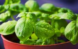Manjericão e orégano ajudam a evitar danos às artérias, indica estudo | Lifebrunch