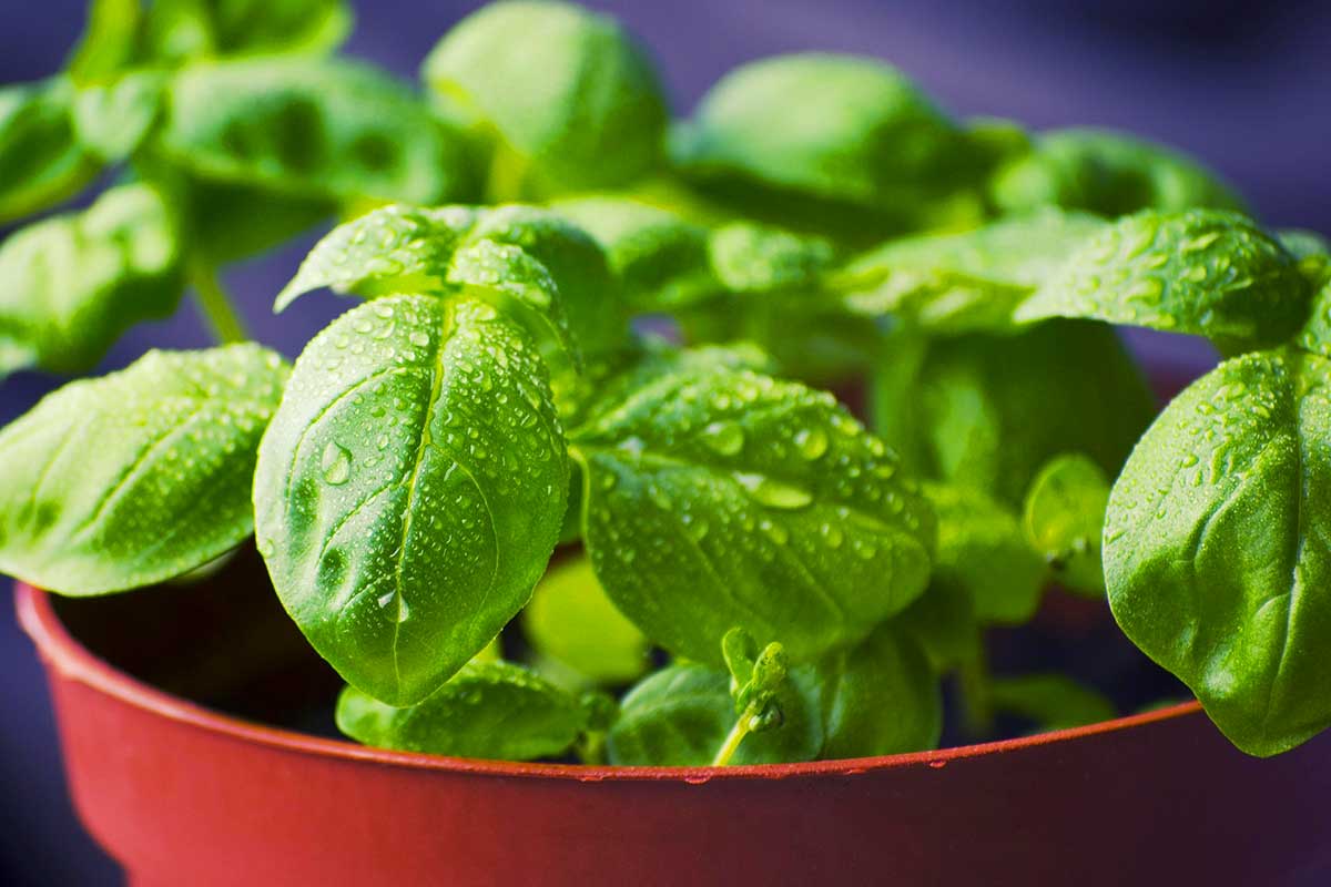 Manjericão e orégano ajudam a evitar danos às artérias, indica estudo